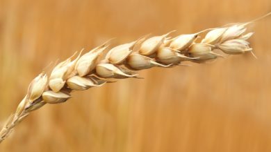 القمح يرتفع عالميًّا بعد منع الهند تصدير محصولها